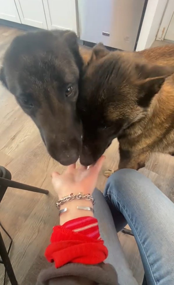 woman petting a two dogs