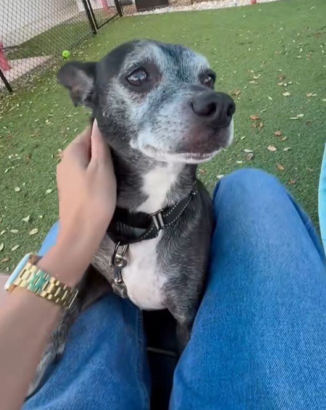 woman petting gorgeous dog