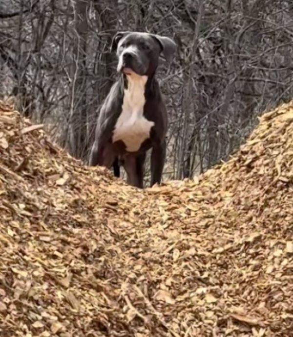 black dog in forest