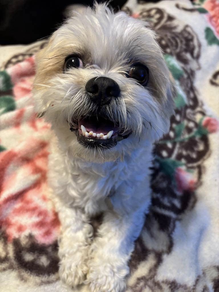 sweet white puppy